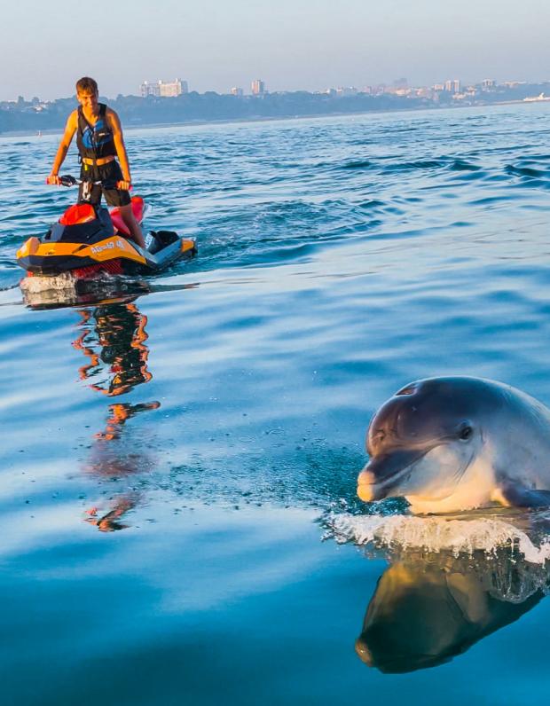 Bournemouth Echo: Dolphin in the water near Bournemouth Pier next to a jet ski user - Alex Deutsch